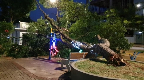 Na Avenida Brasil, próximo à Rua 7 de Setembro, uma árvore caiu no canteiro central. (Foto: Catve)