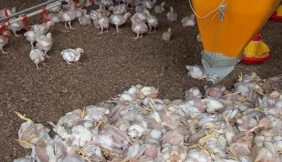 Foto: Sou Agro/Divulgação