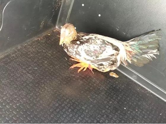 Foto Polícia Militar/Divulgação