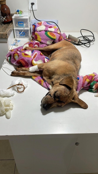 Fotos: Polícia Civil de Toledo