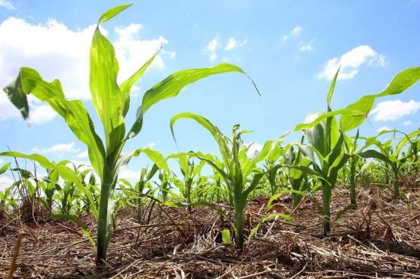 Foto: reprodução/Sou Agro