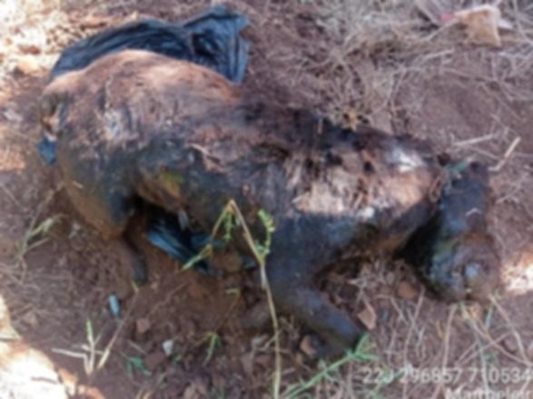 Foto Divulgação PMM