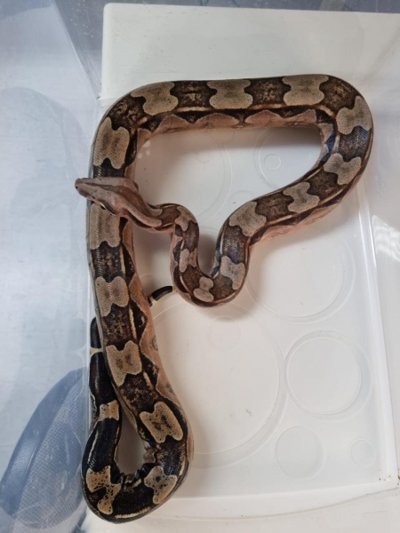 O animal foi recolhido pela Polícia Ambiental. (Foto: PA)