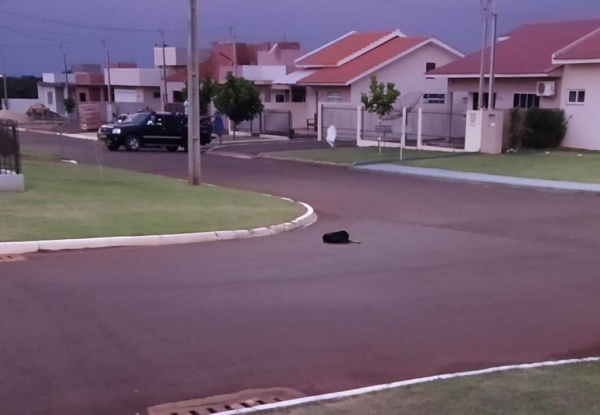 Anima abandonado no bairro Beijo-flor. (Foto: Arquivo pessoal)