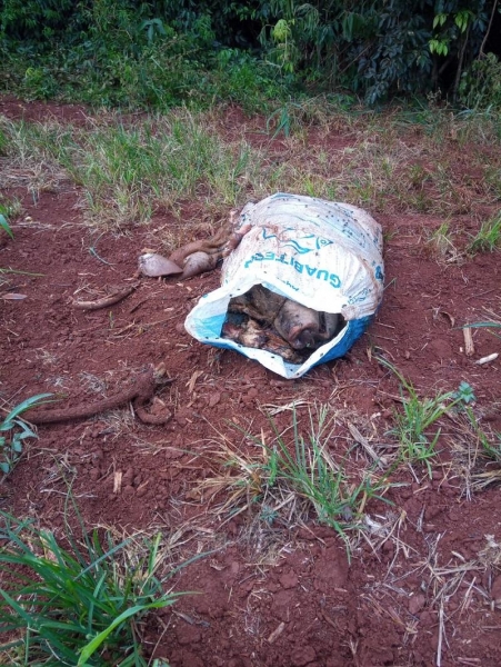 Restos de animais são jogados na lavoura.(Fotos: Arquivo Pessoal)