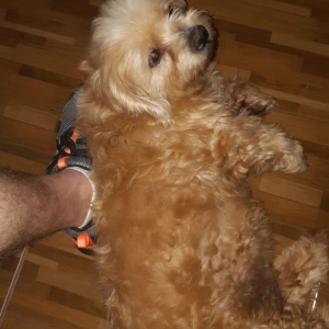 A cachorra atende pelo nome de belinha.(Foto: Divulgação)