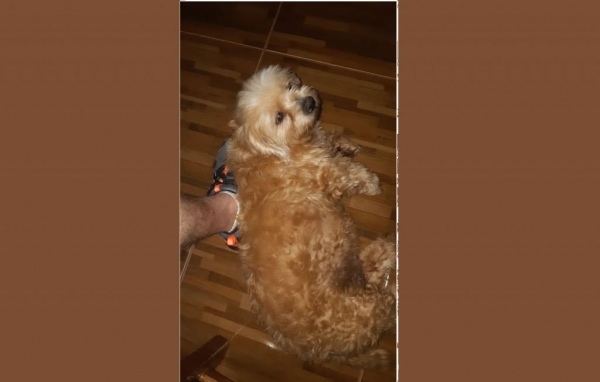 A cachorra atende pelo nome de belinha.(Foto: Divulgação)