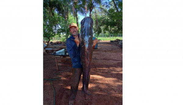 O pescador fez questão de tirar uma foto do seu troféu de 45Kg e mandar para a imprensa, parabéns ao pescador pelo belo exemplar..(Foto: Arquivo Pessoal)
