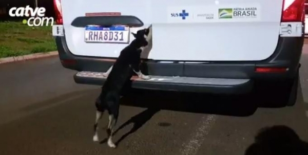 Após o tutor ser colocado na ambulância, o pequeno vira-lata entrou em desespero.(Foto: Catve)