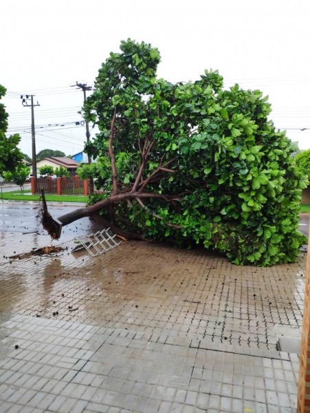 Em Nova Santa Rosa, uma árvore foi arrancada. (Foto: Colaborador)