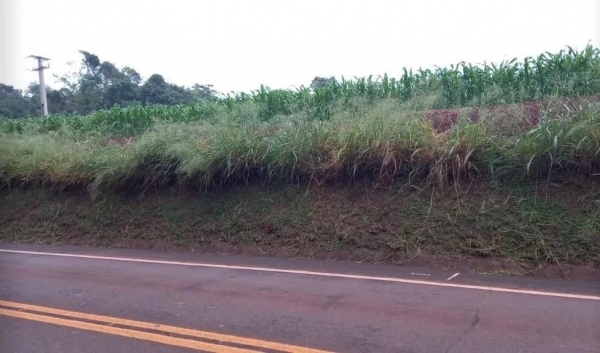 Imagens da margem da rodovia, lavoura em Quatro Pontes. (Foto: Divulgação)