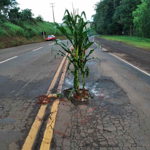 Rodovia PR-491 entre Nova Santa Rosa e Marechal Rondon. (Foto: Divulgação)