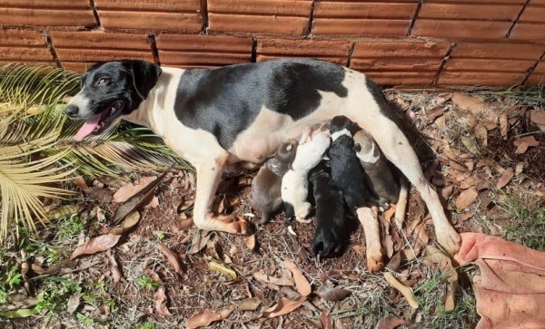 Cadela com os filhotes. (Foto: OPA)