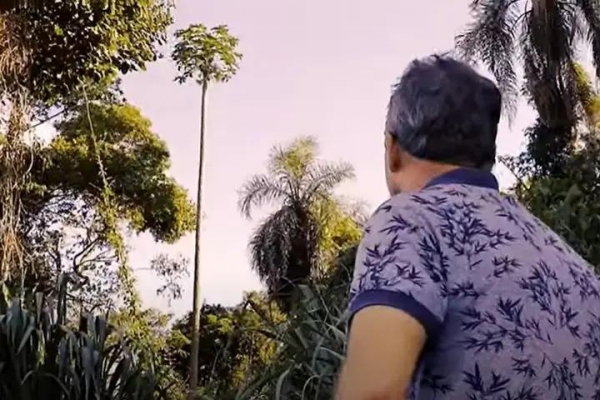 O pé de mamão entrou para o Guinness Book como o mais alto do mundo – tendo 14,55 metros de altura. (Foto: Reprodução)