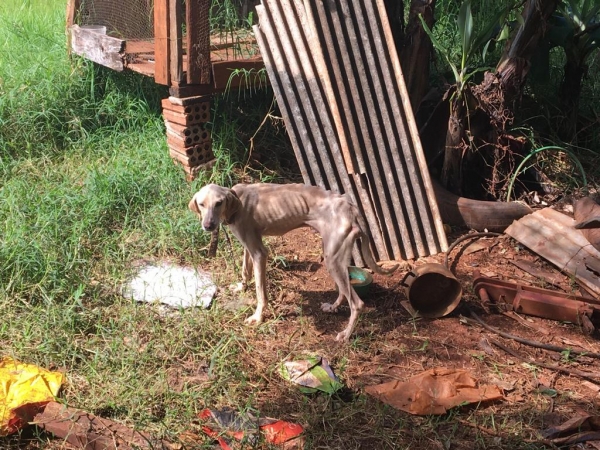 Foto Polícia Ambiental
