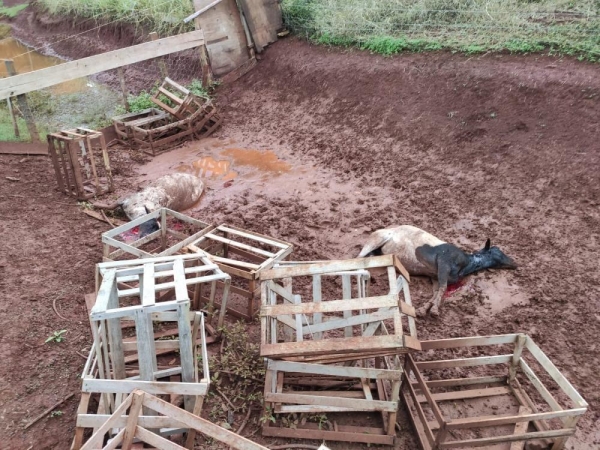 Foto: Marcio Cerny/Marechal News