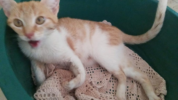Gato que a moradora está tentando salvar. Foto: Divulgação/Arquivo pessoal.
