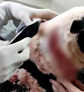 Foto: Portal O Novo Oeste