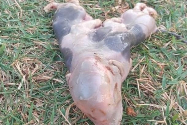 Foto: Portal da Cidade de Paranavaí.