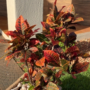 Planta furtada. Foto: Divulgação.