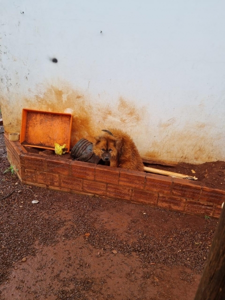Animal abandonado em Nova Santa Rosa. Foto: Divulgação.