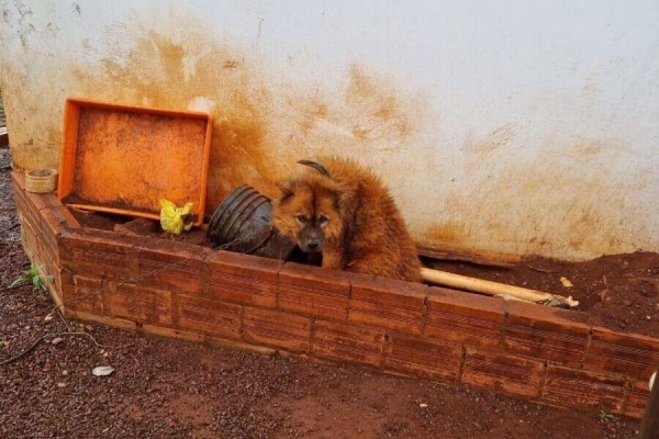 Cachorro abandonado em Nova Santa Rosa