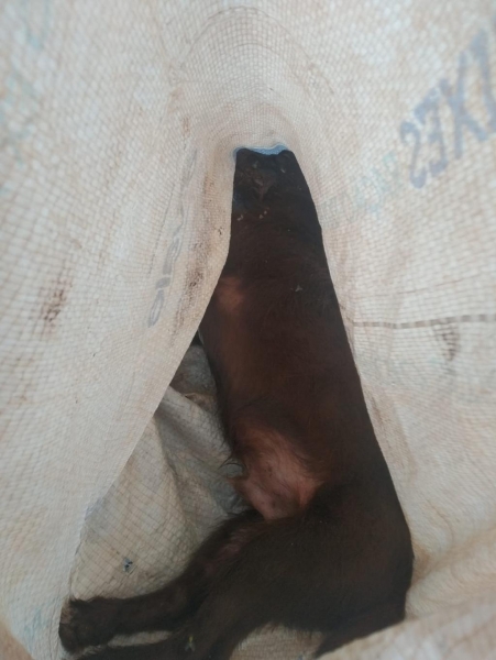 Animais mortos por envenenamento. Fotos: Divulgação.