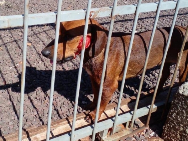 Fotos: Ponto da Notícia/Divulgação.