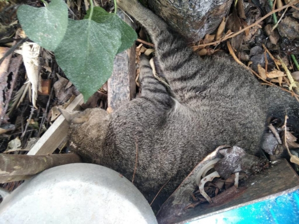 Fotos: Divulgação