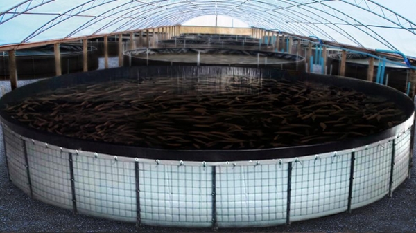 Investimento é referente ao sistema de controle de temperatura para criação dos peixes durante clima mais frio, na cidade de Piraquara. — Foto: Reprodução/EcoFarm