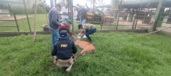 O cervo está em estado de observação e foi medicado. Foto: PRF.