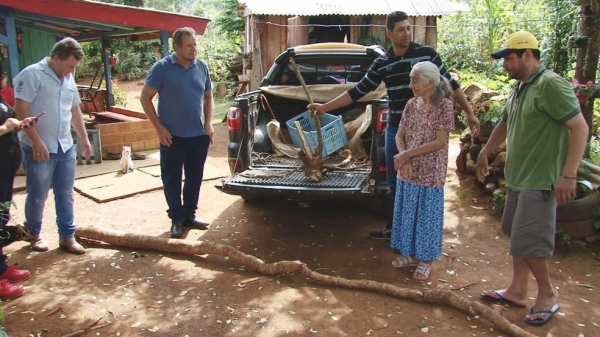 Mandioca de cinco metros surpreende na região de Guarapuava — Foto: Reprodução/RPC