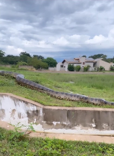 Sucuri-verde tem cerca de 6 metros. (Foto: Redes sociais)