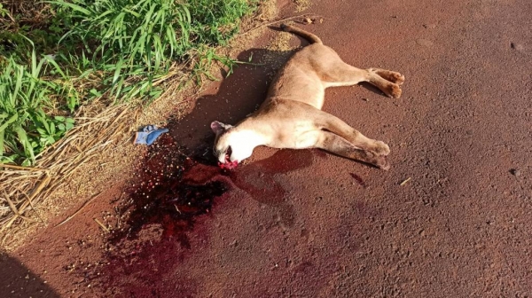 Fotos: Portal Nova Santa Rosa