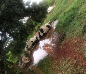 Os produtores informaram que escutaram um forte barulho e foram verificar o que aconteceu. Foto: Divulgação/PP News;