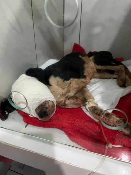 Fotos: Divulgação.