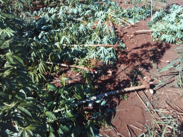 Pés de mandioca que foram alvo de furto. Foto: Divulgação.