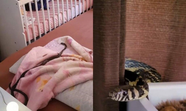 Fotos: Reprodução.