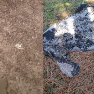 Tapete foi encontrado às margens da BR-116 — Foto: PCPR/divulgação