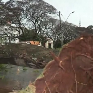 Árvore caiu na Avenida Tancredo Neves durante temporal em Foz do Iguaçu 