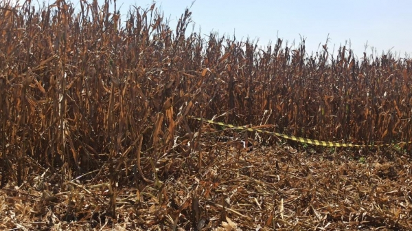 Fotos: Portal Nova Santa Rosa