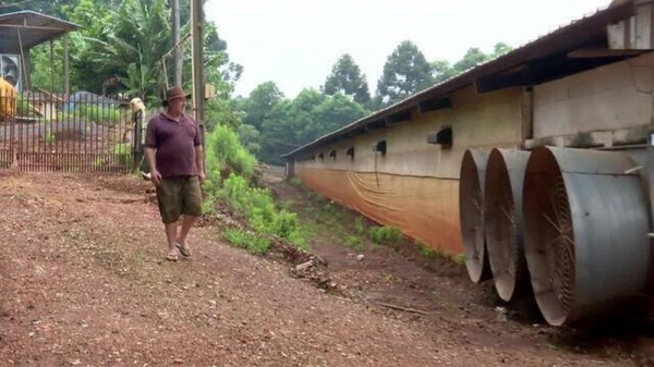 Avicultor diz ter perdido 400 aves em um dia de calor no Paraná — Foto: Caminhos do Campo/RPC