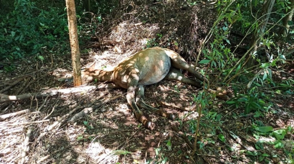 Fotos: Portal Nova Santa Rosa.