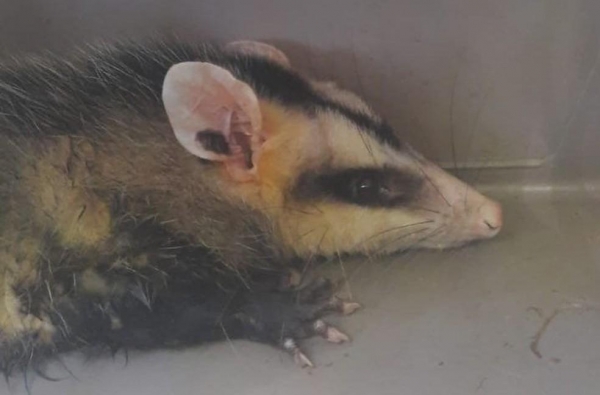 Foto: Receita Federal