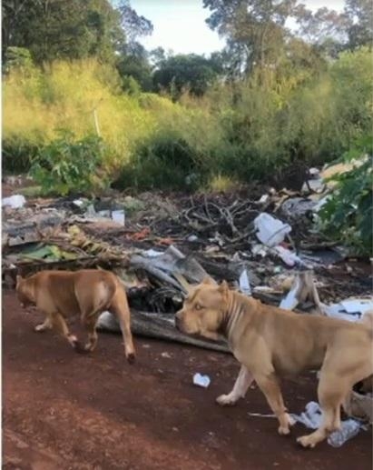 Foto: Reprodução RPC