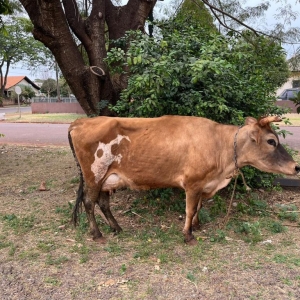 Foto: Portal Nova Santa Rosa