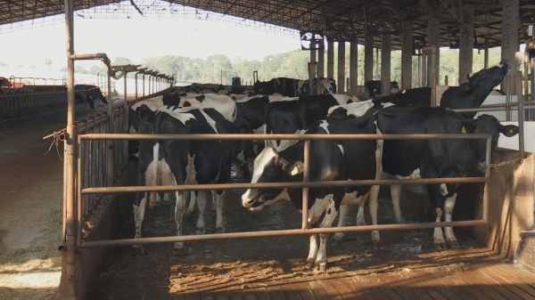 Propriedade em Cascavel, no oeste do estado, está entre as maiores produtoras de leito do país. — Foto: RPC/Caminhos do Campo