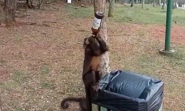 Macaco é flagrado \'bebendo\' cerveja em parque público no Paraná — Foto: Redes sociais