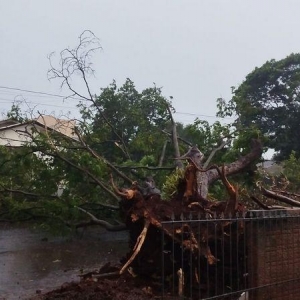 Enorme árvore é arracanda pelos ventos em Palotina. Foto: Divulgação.