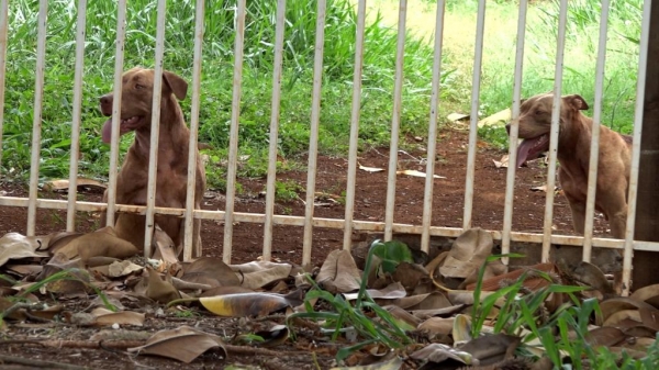 A vítima sofreu diversos machucados pelo corpo causados pelas mordidas e arranhões dos cachorros. Foto: Catve.